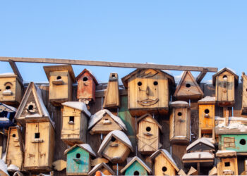 How Building Bird Houses can be Helping Grandparents and Nature