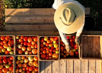 The Fruitful Secret to Grandparents’ Health: Why Two Pieces of Fruit Daily are Essential
