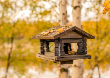Craft a Backyard Bird Haven: Homemade Bird Feeders for All Skill Levels